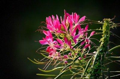 河南秋季開花的草本植物