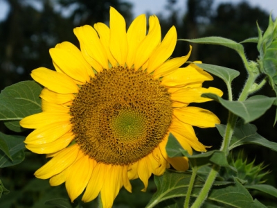 夏天開(kāi)的草本花卉