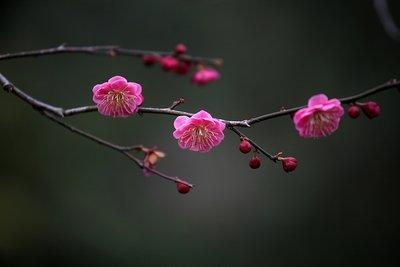 冬季開(kāi)花的草本