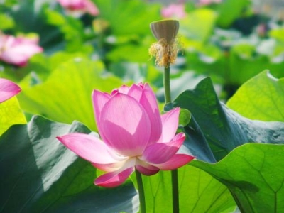 夏天開(kāi)花的草本花