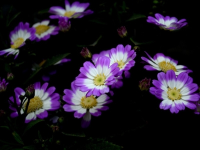 草本秋季開花