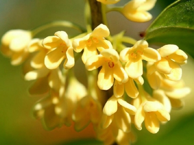 秋天開(kāi)花草本花卉