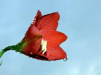 開(kāi)紅色的草本花卉