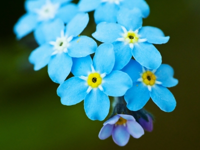 秋季開藍(lán)花的草本