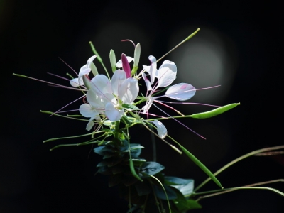 秋季開花草本花卉