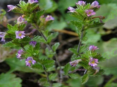 小米草種植方法