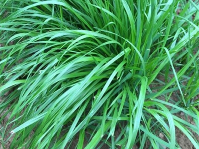 多年生黑麥草種植方法