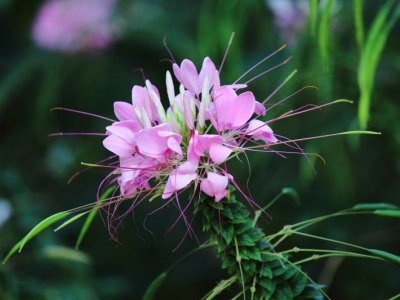 國慶節(jié)自然開花的草本花卉