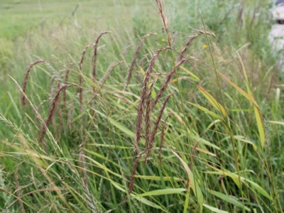 披堿草種植技術(shù)