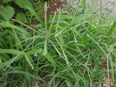 草要怎么種植長得好？