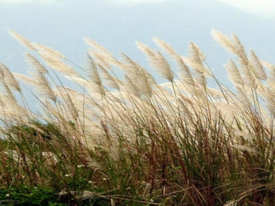 野芒草多少天發(fā)芽？