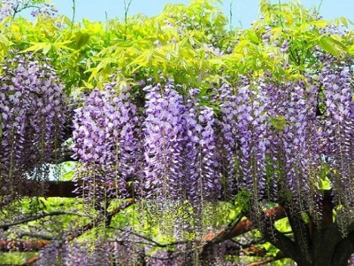 哪種紫藤花開(kāi)兩季