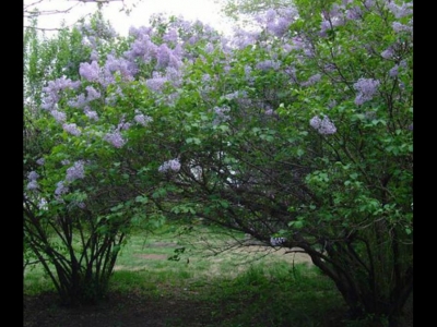 丁香花樹(shù)怎樣種