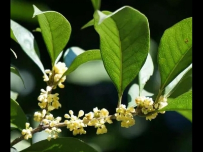 河北怎么種桂花