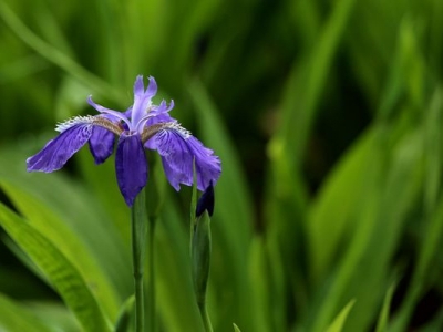 鳶尾花什么時候移栽最好