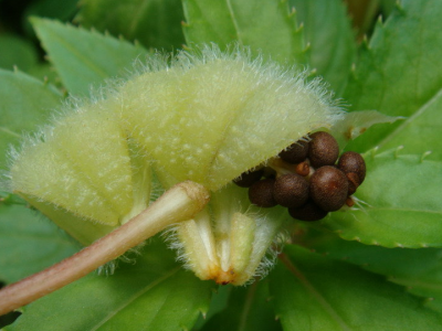 鳳仙花在哪有種子可以購買？