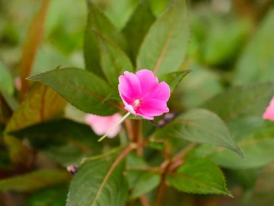 鳳仙花有幾種類型？