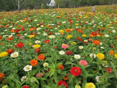 公園基本上有那種花？