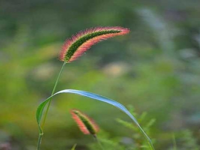 狗尾巴草有紫色的嗎？