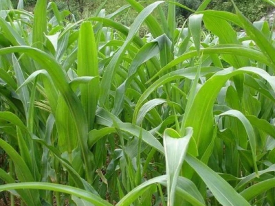 蘇丹草多少斤長(zhǎng)一斤草魚(yú)？