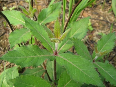 沙參什么時(shí)候種植最好?