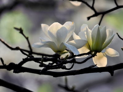 玉蘭花樹什么時候栽植好？