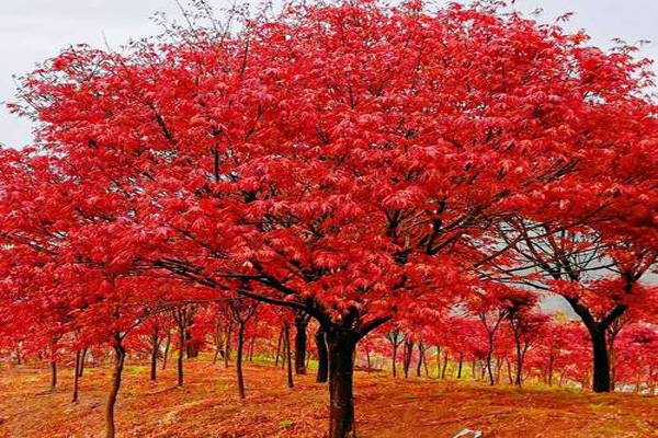 日本紅楓1.jpg