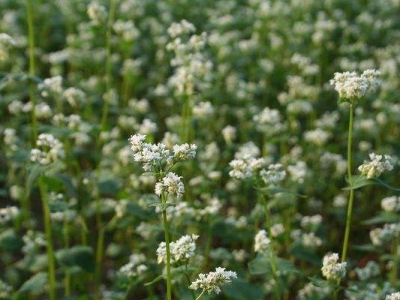 蕎麥播種什么時(shí)間最合適