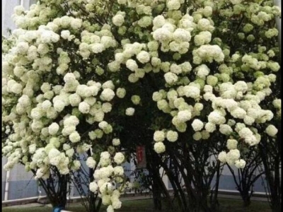 廣東天氣適合栽木本繡球花樹