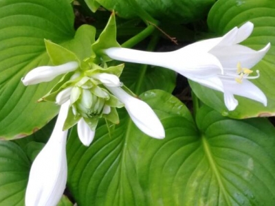 北方戶外花房適合栽植什么花卉