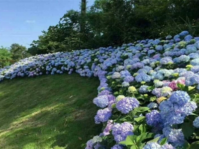 繡球花能不能在北方種？