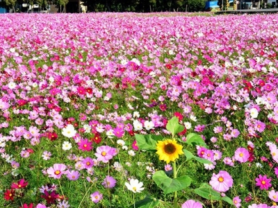 格桑花在內地能不能長？