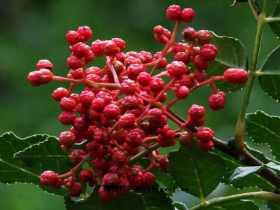 花椒籽夏季播種好嗎？