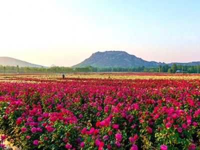 玫瑰花可以夏天播種嗎？