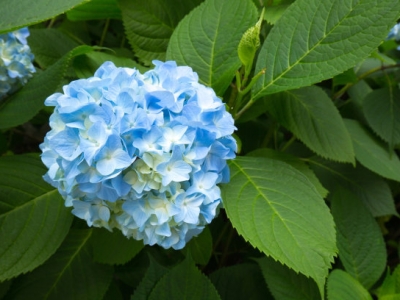 繡球花主要銷往哪里，繡球花如何種植