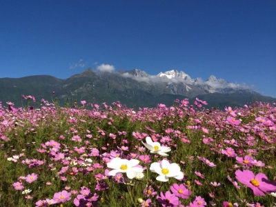 格桑花在哪里好養(yǎng)，什么時候播種合適