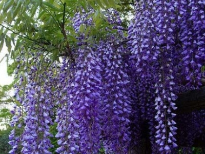 紫藤的花開在哪里，紫藤什么時(shí)候開花