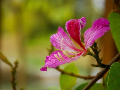 紫荊花在我國(guó)哪里多，紫荊花的寓意是什么