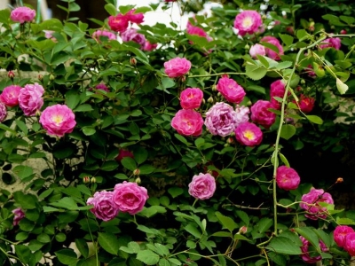 買薔薇花可以去哪個基地，薔薇花什么時候種植