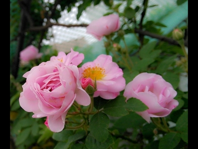 在哪里可以買薔薇花苗，買回去后如何種植