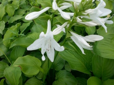 玉簪花產地在哪里