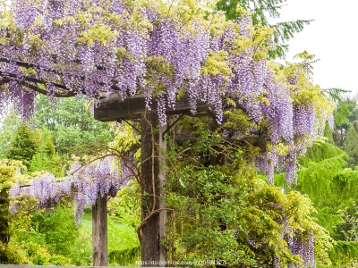 紫藤蘿花生長在哪里，如何種植呢？