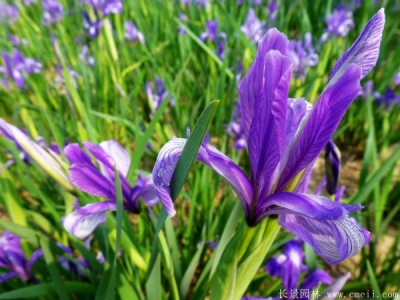 馬蘭花基地在哪里，馬蘭花什么時(shí)候種植合適