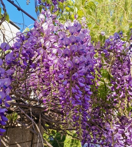 哪里能買到長(zhǎng)花紫藤樹(shù)