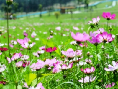 格桑花可以長(zhǎng)多高