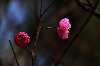 梅花樹(shù)一般有多高