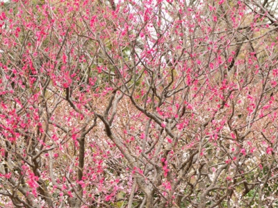 梅花樹(shù)大概能長(zhǎng)多高