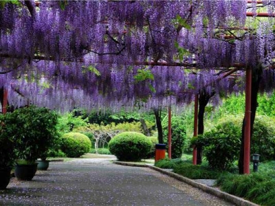 紫藤花哪一品種最好？