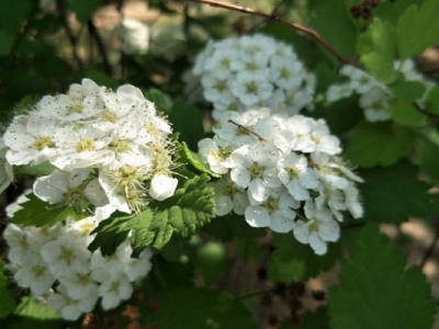 繡線菊哪個(gè)品種最好？