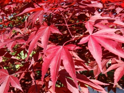 日本紅楓哪個品種最紅？